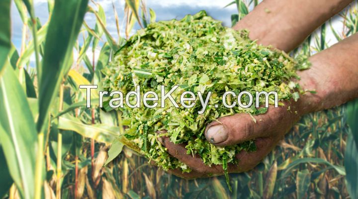 PREMIUM QUALITY CORN SILAGE FROM VIETNAM FOR YOUR CATTLE