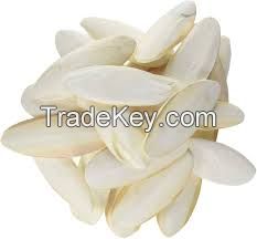 CUTTLEBONE product made in VIETNAM // PREMIUM QUALITY for PET // BEST PRICE in VIETNAM