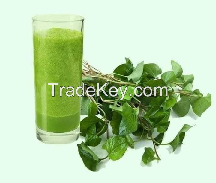 HIGH-QUALITY VIETNAM FISH MINT POWDER FOR NATURAL HERBAL REMEDIES AND SUPPLEMENTS