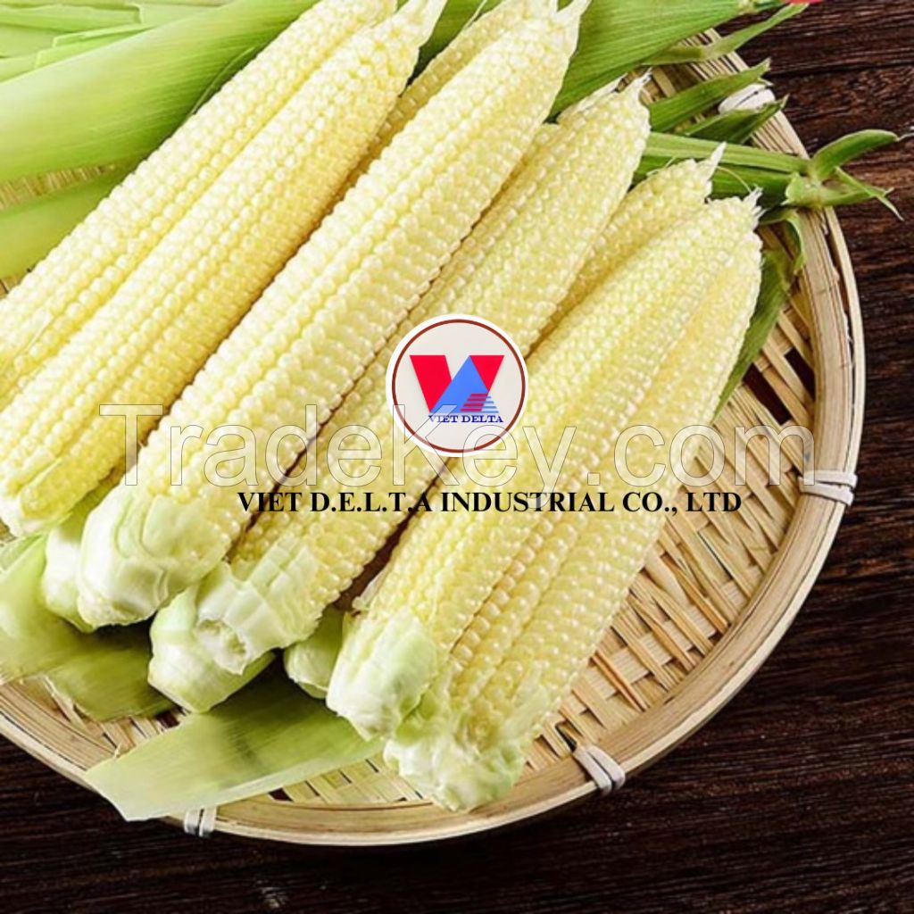 Bulk Vietnamese Canned Baby Corn - Perfect for Food Service and Retail