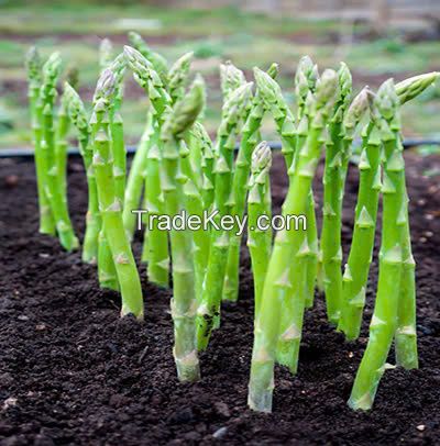 READY TO COOK FROZEN ASPARAGUS // FRESH & FLAVORFUL FOR DELECIOUS MEAL // GOOD PRICE FOR YOU FROM VIETNAM