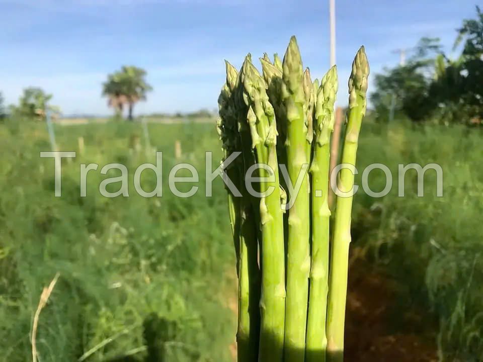 READY TO COOK FROZEN ASPARAGUS // FRESH & FLAVORFUL FOR DELECIOUS MEAL // GOOD PRICE FOR YOU FROM VIETNAM