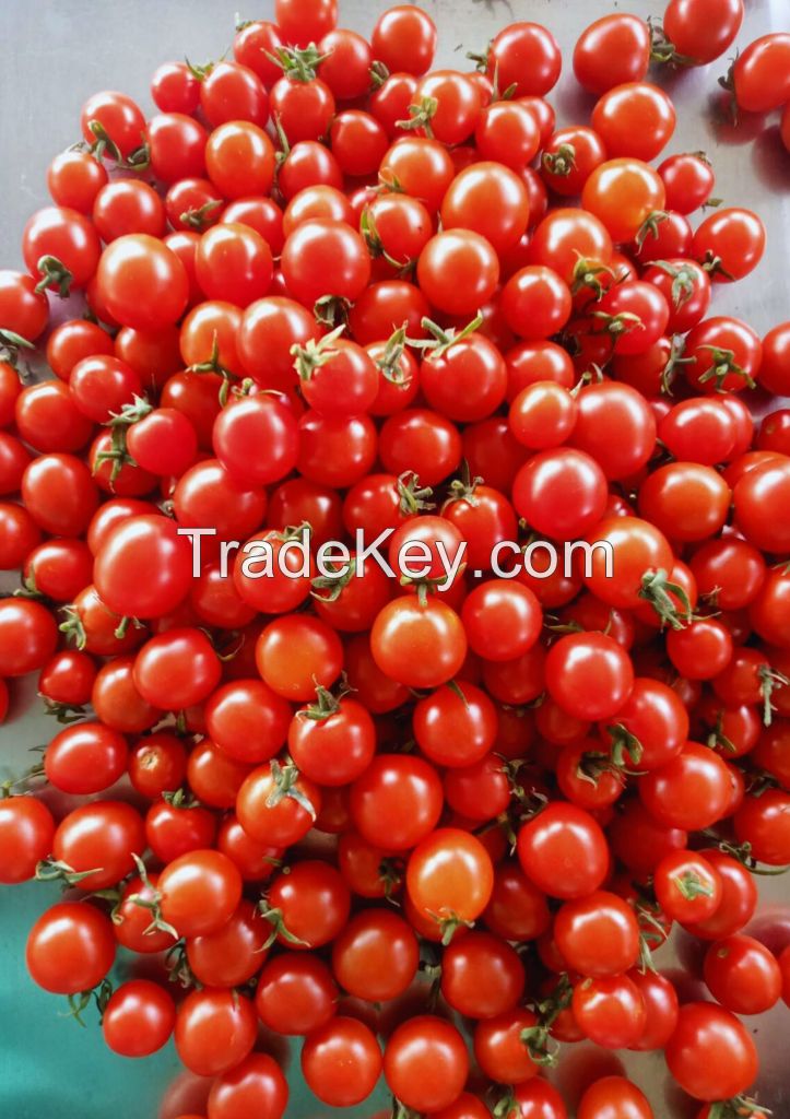 VIETNAMESE FRESH CANNED CHERRY TOMATOES IN NUTRIENT-RICH TOMATO JUICE - CANNED FOR COOKING