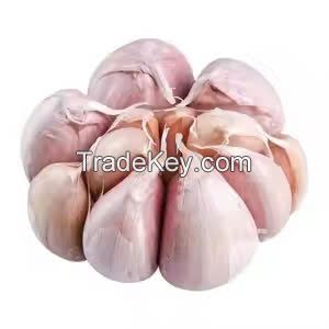 NEW STOCK PEELED GARLIC PROVIDE BY SUPPLIER IN VIETNAM WITH PREMIUM QUALITY // TOP CHOICE FOR YOU WITH BEST PRICE