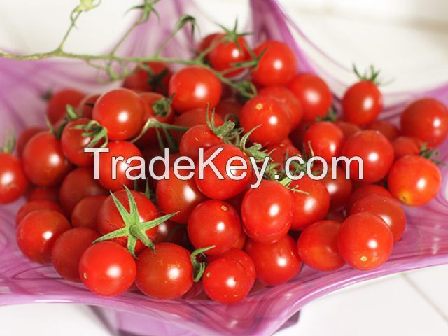 VIETNAMESE FRESH CANNED CHERRY TOMATOES IN NUTRIENT-RICH TOMATO JUICE - CANNED FOR COOKING