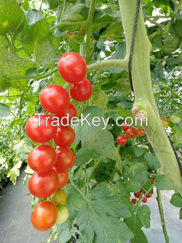 VIETNAMESE FRESH CANNED CHERRY TOMATOES IN NUTRIENT-RICH TOMATO JUICE - CANNED FOR COOKING