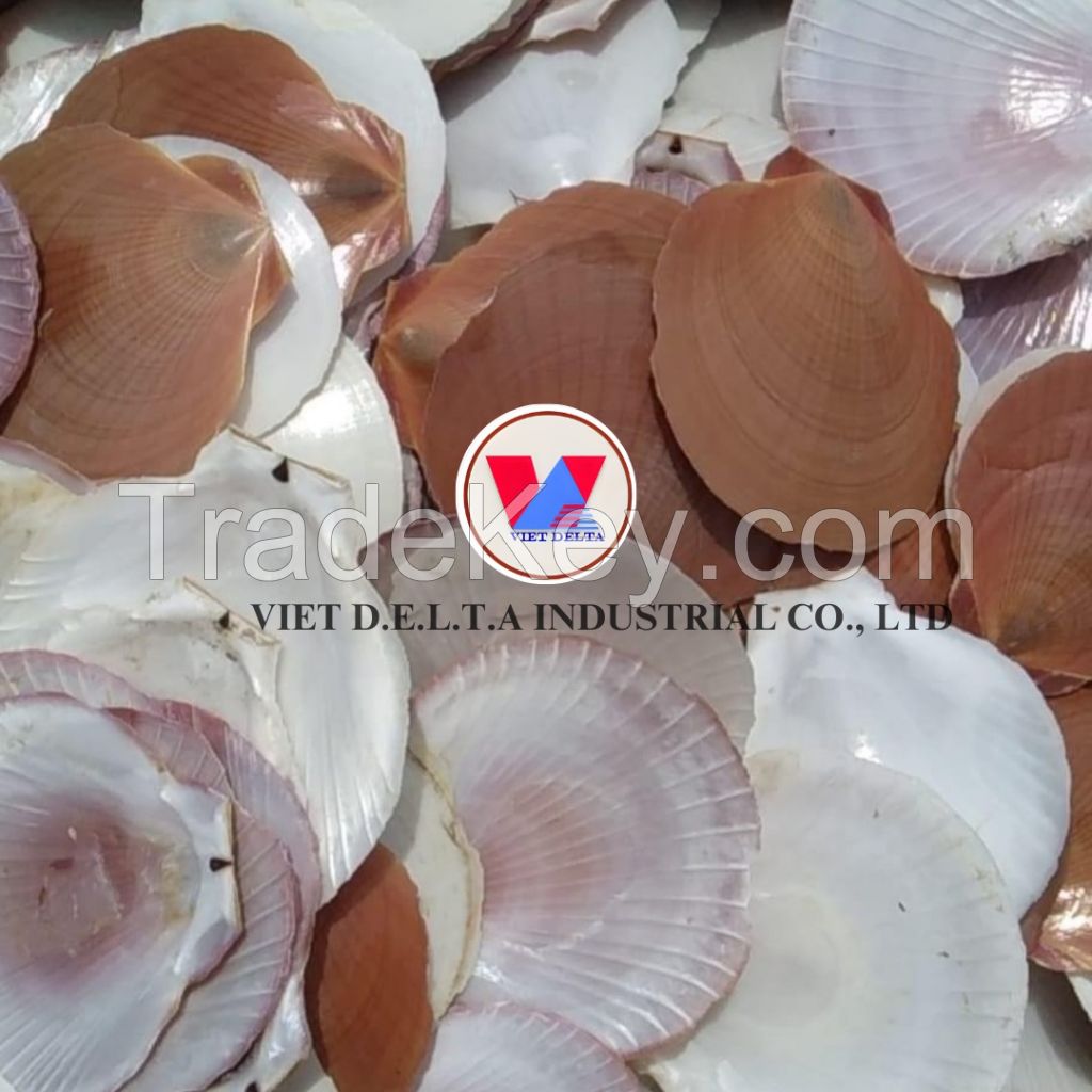 VIETNAMESE NATURAL  SCALLOP/SEASHELLS FOR DECORATION, HANDCRAFTED ART, JEWELRY