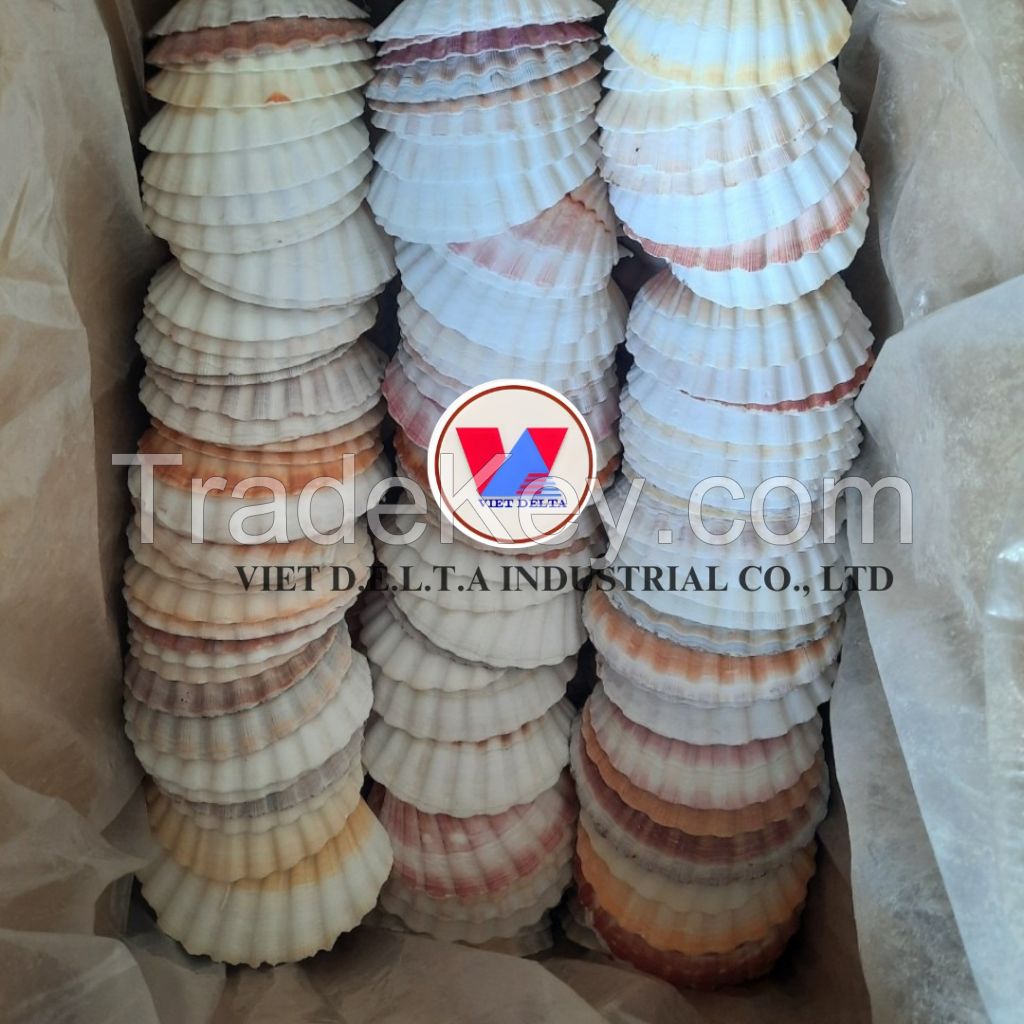 VIETNAMESE NATURAL  SCALLOP/SEASHELLS FOR DECORATION, HANDCRAFTED ART, JEWELRY