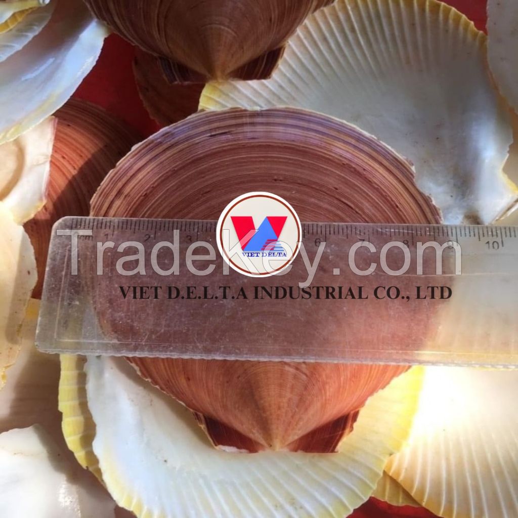 VIETNAMESE NATURAL  SCALLOP/SEASHELLS FOR DECORATION, HANDCRAFTED ART, JEWELRY