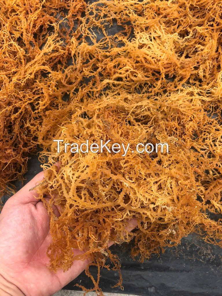 DRIED GOLD/ PURPLE/ WHITE/ SPINOSUM SEA MOSS WITH SALT/ SALT-FREE FROM VIETNAM - NATURAL SEAWEED FOR HEALTH BENEFITS