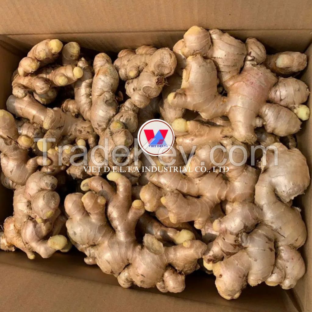 FRESH VIETNAMESE GINGER ROOT - NATURAL FLAVOR AND NUTRITIONAL BENEFITS - HIGH QUALITY 