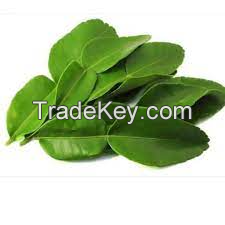 BEST FROZEN LEMON LEAF FOR HERBAL TEAS & DISHES / SUPERIOR AROMA / COMPETITIVE PRICES / MADE IN VIETNAM