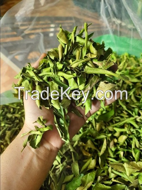 NATURALLY DRIED LIME LEAF / INTENSE CITRUS AROMA & PURE QUALITY / COST-EFFECTIVE BULK OPTIONS / MADE IN VIETNAM