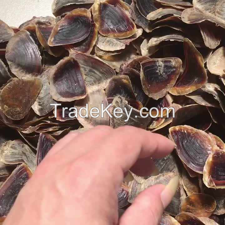 NATURAL MUREX OPERCULUM / UNIQUE SHELL DECOR / MADE IN VIETNAM