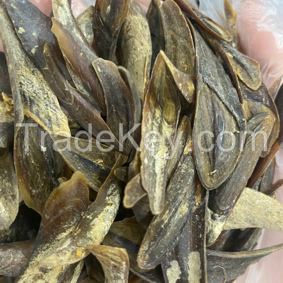 PREMIUM MUREX OPERCULUM SHELLS / FOR CRAFTING AND DISPLAY / MADE IN VIETNAM