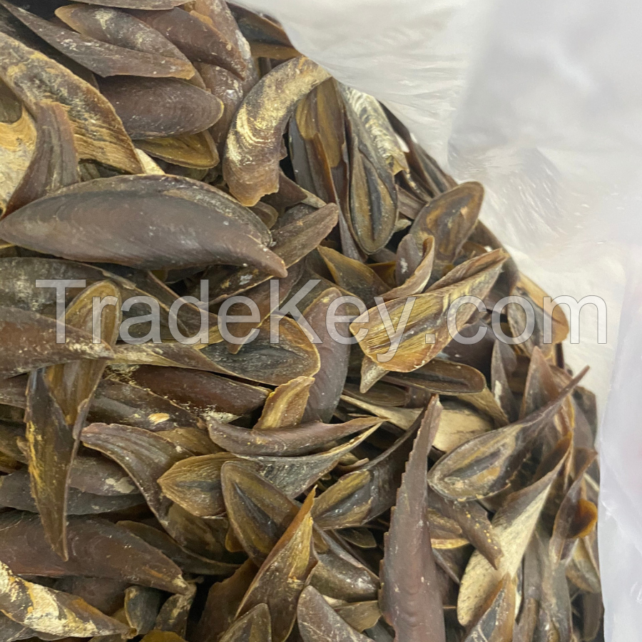NATURAL MUREX OPERCULUM / UNIQUE SHELL DECOR / MADE IN VIETNAM