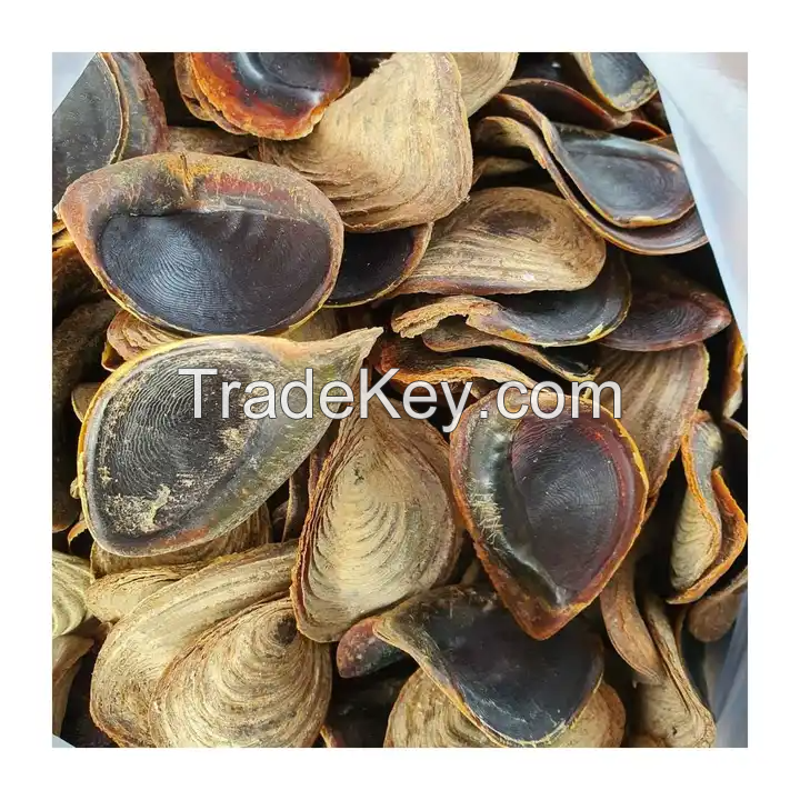 NATURAL MUREX OPERCULUM / UNIQUE SHELL DECOR / MADE IN VIETNAM