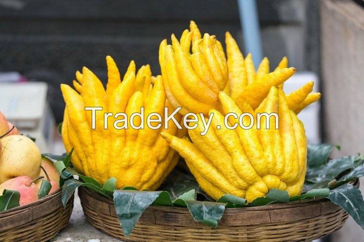 GOURMET BUDDHA HAND FOR ZESTY, FRAGRANT RECIPES FRESHLY PICKED AND NATURALLY SOURCED / INTENSE CITRUS FLAVOR / COMPETITIVELY PRICED