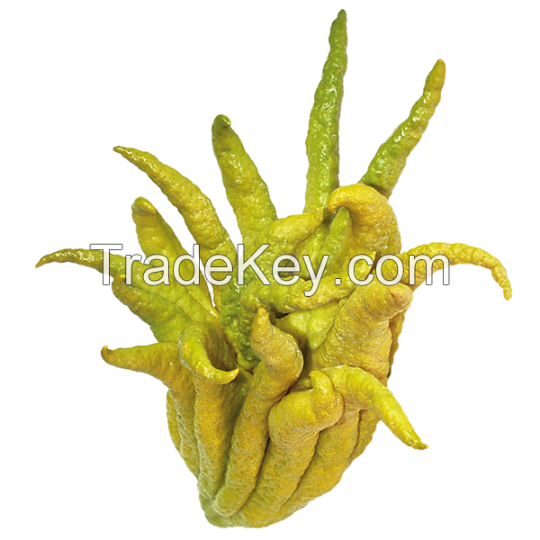 HAND-SELECTED BUDDHA HAND CITRUS FOR COCKTAILS AND CUISINE QUALITY GRADE AND HIGHLY FRAGRANT / SWEET CITRUS AROMA / VALUE-PACKED / MADE IN VIETNAM 