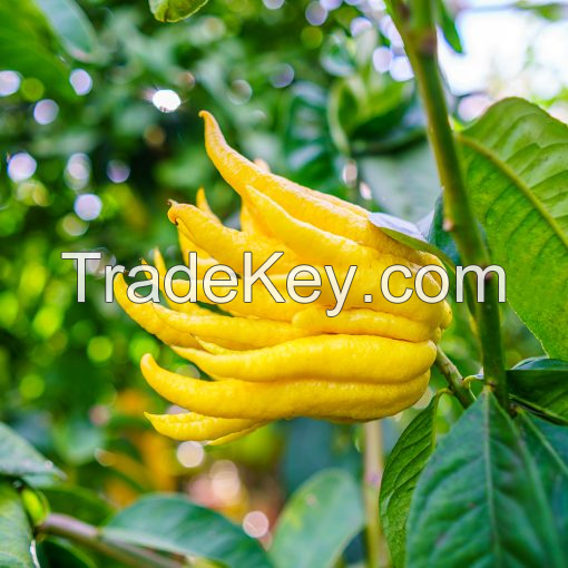 EXQUISITE BUDDHA HAND FRUIT FOR CULINARY ARTISTS NATURAL AND NON-GMO / AROMATIC AND VIBRANT / AFFORDABLE FOR FLAVORFUL CREATIONS / MADE IN VIETNAM 