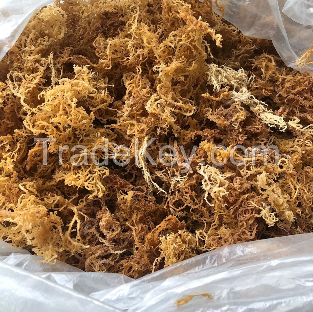 GOLD & PURPLE SEA MOSS / VIETNAMESE DRIED SEAWEED, AVAILABLE WITH OR WITHOUT SALT / MADE IN VIETNAM