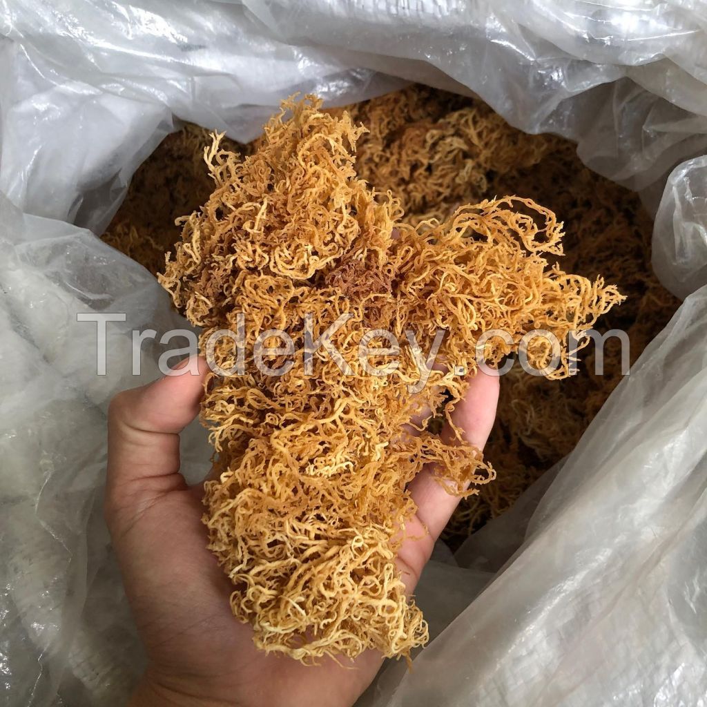 GOLD & PURPLE SEA MOSS / VIETNAMESE DRIED SEAWEED, AVAILABLE WITH OR WITHOUT SALT / MADE IN VIETNAM