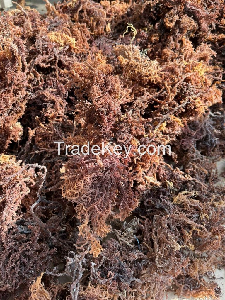 GOLD & PURPLE SEA MOSS / VIETNAMESE DRIED SEAWEED, AVAILABLE WITH OR WITHOUT SALT / MADE IN VIETNAM