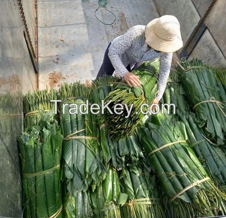 HAND-PICKED DONG LEAVES / IDEAL FOR WRAPPING FOOD / MADE IN VIETNAM