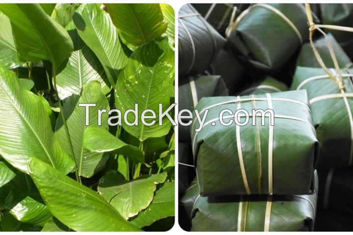 HAND-PICKED DONG LEAVES / IDEAL FOR WRAPPING FOOD / MADE IN VIETNAM