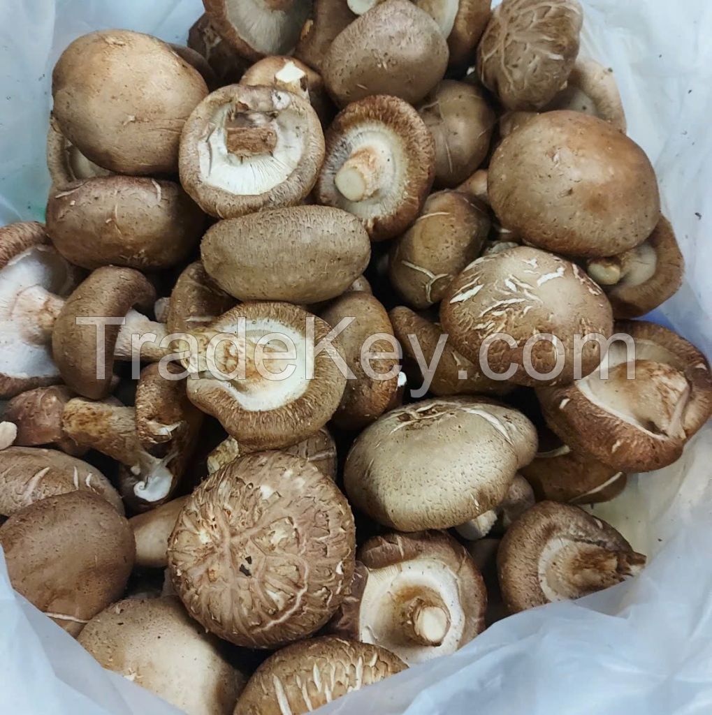 RICH AND EARTHY SHIITAKE MUSHROOMS / FAMILY RECIPE / AFFORDABLE VALUE / MADE IN VIETNAM