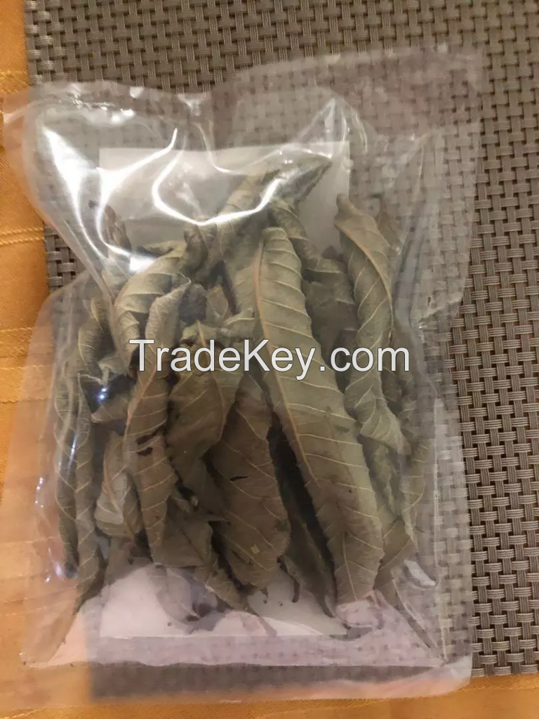 100% ORGANIC DRIED GUAVA LEAVES / TRADITIONAL REMEDY / EXCELLENT QUALITY / MADE IN VIETNAM