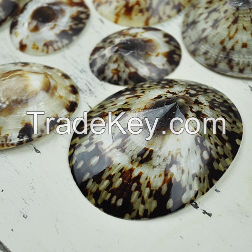 EXQUISITE POLISHED LIMPET SHELLS / HANDCRAFTED DESIGN / AFFORDABLE VALUE / MADE IN VIETNAM