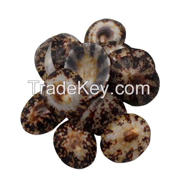 EXQUISITE POLISHED LIMPET SHELLS / HANDCRAFTED DESIGN / AFFORDABLE VALUE / MADE IN VIETNAM