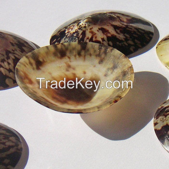 EXQUISITE POLISHED LIMPET SHELLS / HANDCRAFTED DESIGN / AFFORDABLE VALUE / MADE IN VIETNAM