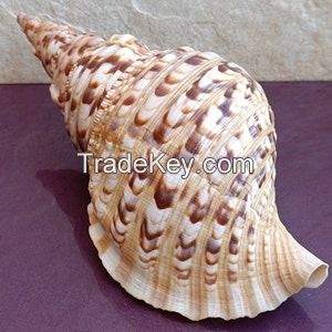 ELEGANT AND RARE TRUMPET TRITON SHELL / NATURAL COLLECTIBLE / MADE IN VIETNAM