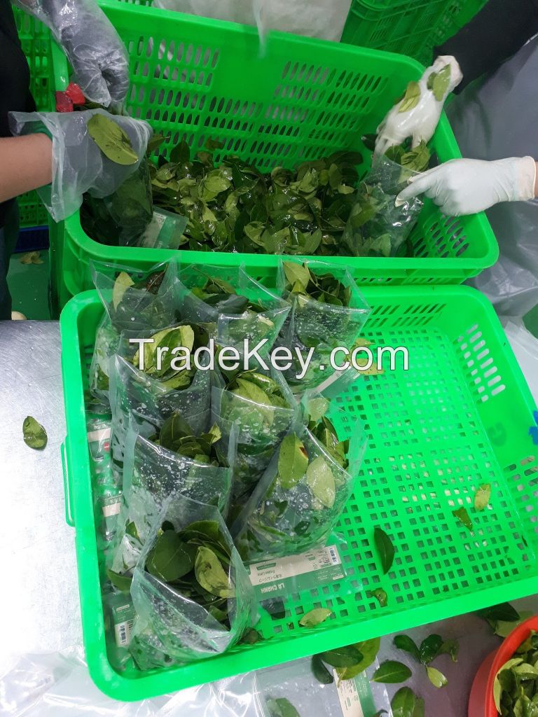 VIBRANT AND FLAVORFUL FROZEN CASSAVA LEAVES / TRADITIONAL FLAVORS / GREAT PRICE / MADE IN VIETNAM