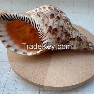 ELEGANT AND RARE TRUMPET TRITON SHELL / NATURAL COLLECTIBLE / MADE IN VIETNAM