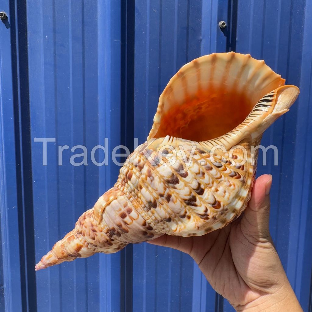 EXQUISITE TRUMPET TRITON SHELL / OCEAN'S BEAUTY / PREMIUM VALUE / MADE IN VIETNAM