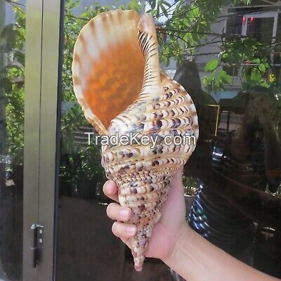 ELEGANT AND RARE TRUMPET TRITON SHELL / NATURAL COLLECTIBLE / MADE IN VIETNAM