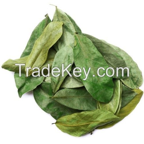 VIETNAMESE DRIED SOURSOP LEAVES / WHOLE & CLEAN FOR EXPORT