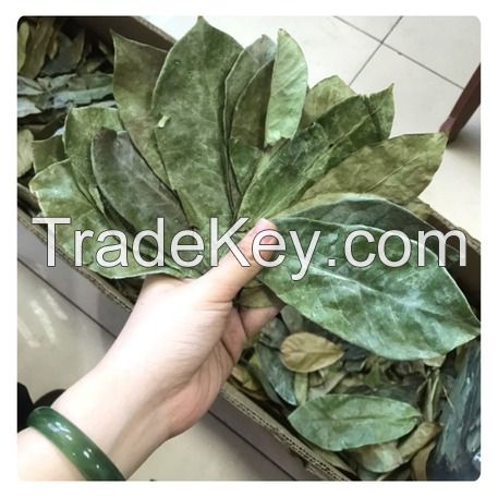 VIETNAMESE DRIED SOURSOP LEAVES / WHOLE & CLEAN FOR EXPORT