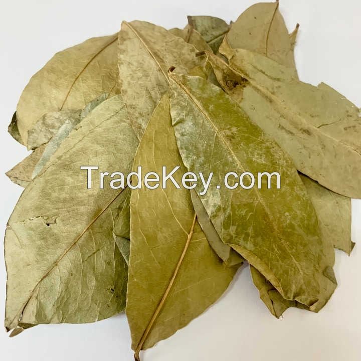 NATURAL DRIED SOURSOP LEAVES / HIGH-QUALITY EXPORT PRODUCT