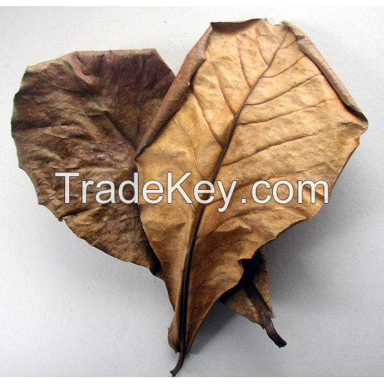 NATURAL TERMINALIA CATAPPA / FISH DISEASE PREVENTION / WATER CONDITIONER / CLEAN LABEL
