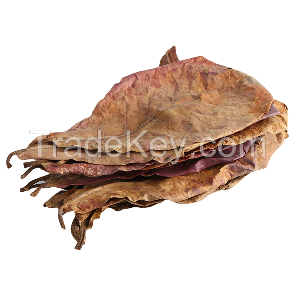NATURAL TERMINALIA CATAPPA / FISH DISEASE PREVENTION / WATER CONDITIONER / CLEAN LABEL