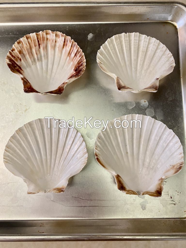 DECORATIVE SCALLOP SHELLS / FOR HOME AND EVENTS
