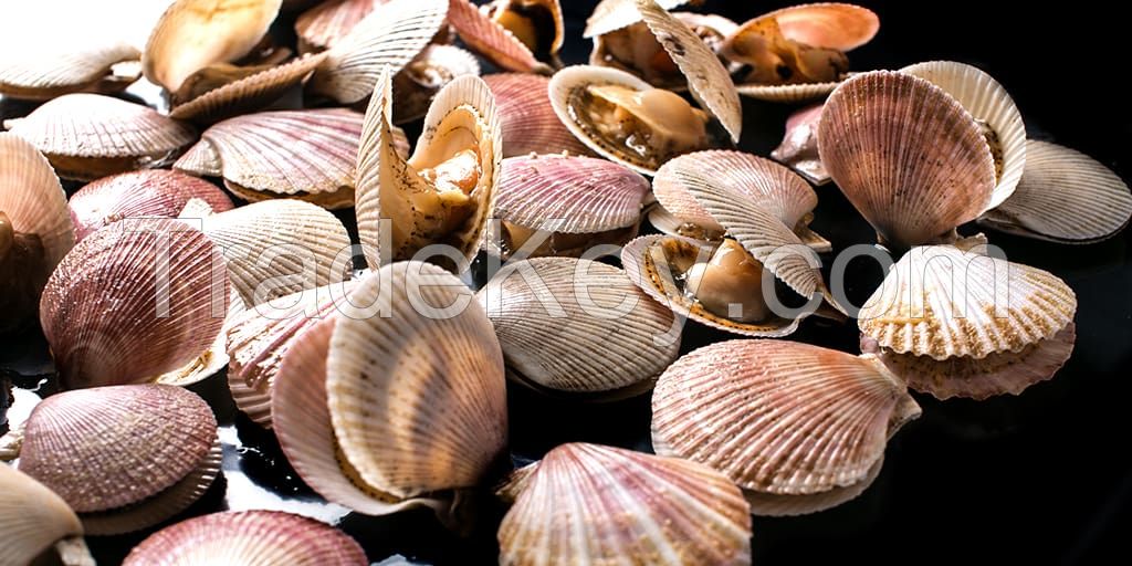 DECORATIVE SCALLOP SHELLS / FOR HOME AND EVENTS