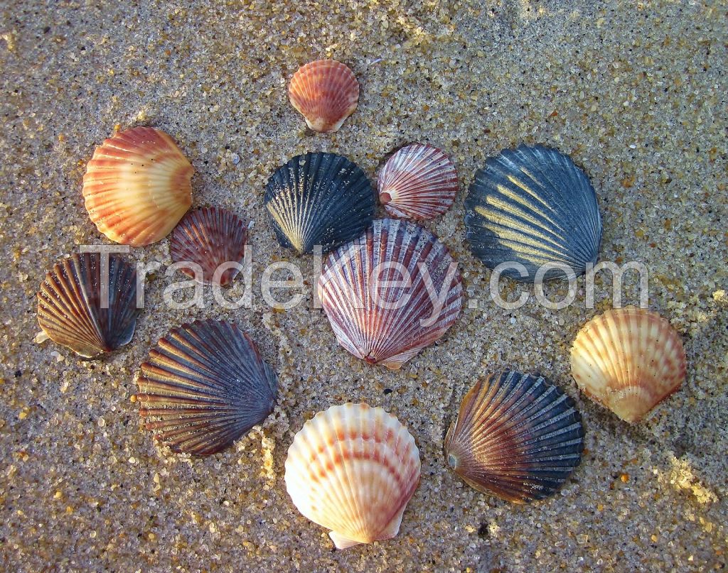 DECORATIVE SCALLOP SHELLS / FOR HOME AND EVENTS