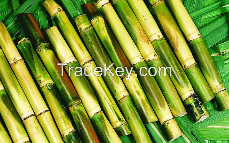 FRESH GREEN SUGARCANE / HYDRATION SUPPORT / CLEAN LABEL / NON-GMO