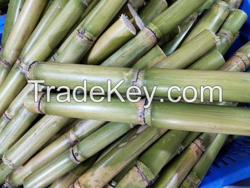 FRESH GREEN SUGARCANE / HYDRATION SUPPORT / CLEAN LABEL / NON-GMO