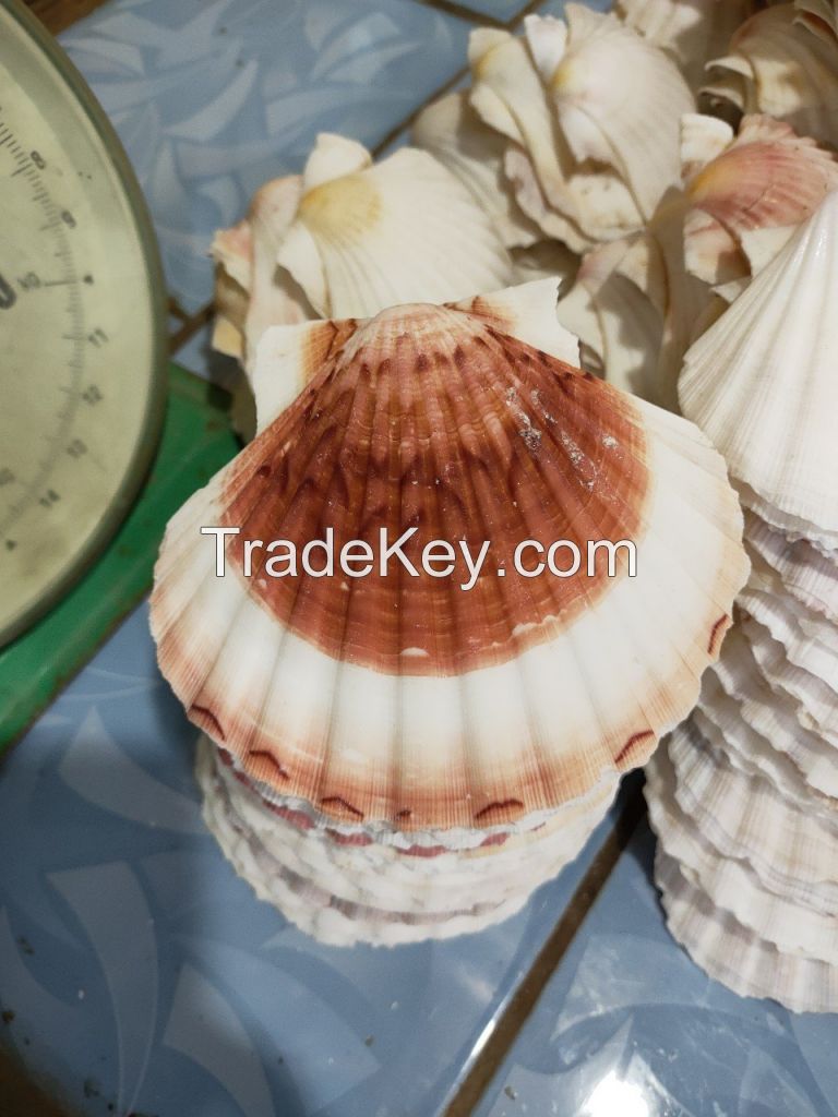 DECORATIVE SCALLOP SHELLS / FOR HOME AND EVENTS